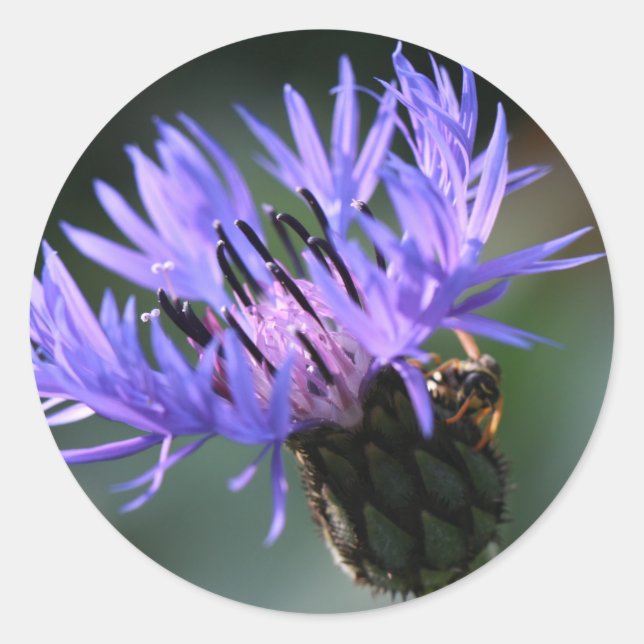 Autocollant de cadeau de mariage au bleuet violet  (Devant)