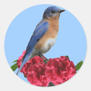 Autocollant de Camellia de bleuet oriental