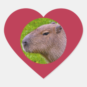 Autocollant de capybara