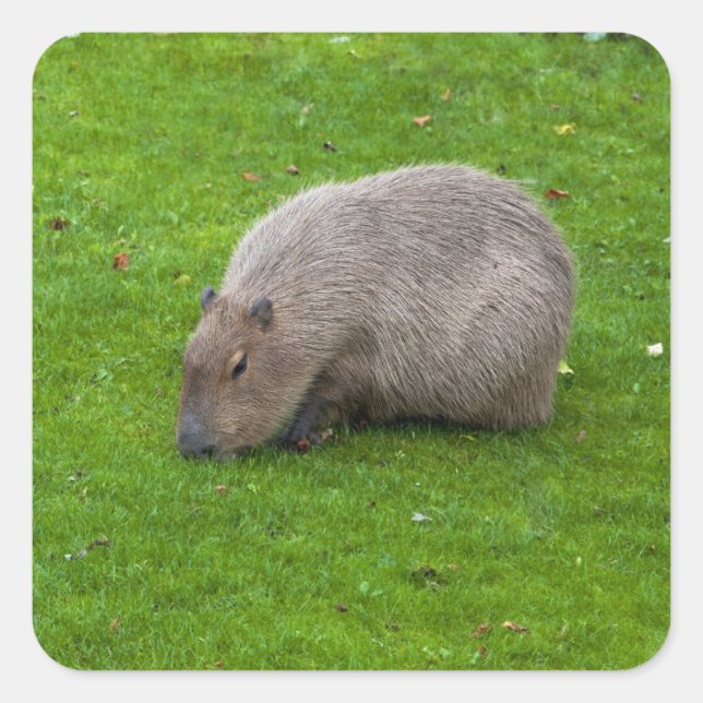Autocollant de capybara (Devant)