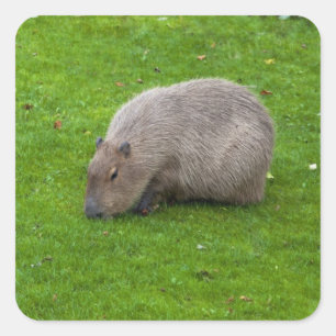 Autocollant de capybara