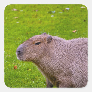 Autocollant de capybara