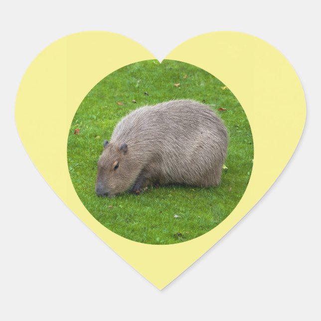 Autocollant de capybara (Devant)