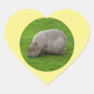 Autocollant de capybara