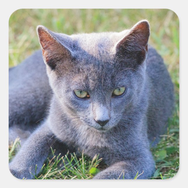 Autocollant de chat (Devant)
