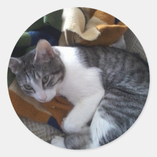 Autocollant de chat