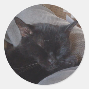 Autocollant de chat couché