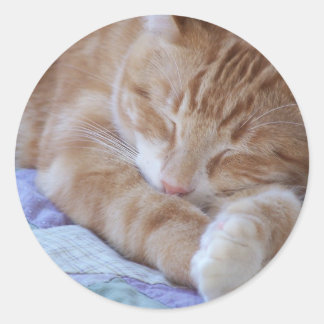 autocollant de chat de couchage