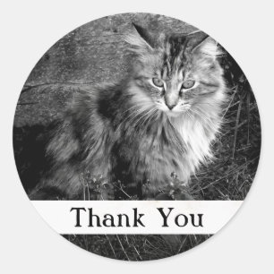 Autocollant de chat Maine Coon Merci