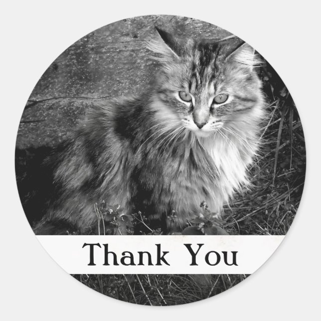 Autocollant de chat Maine Coon Merci (Devant)