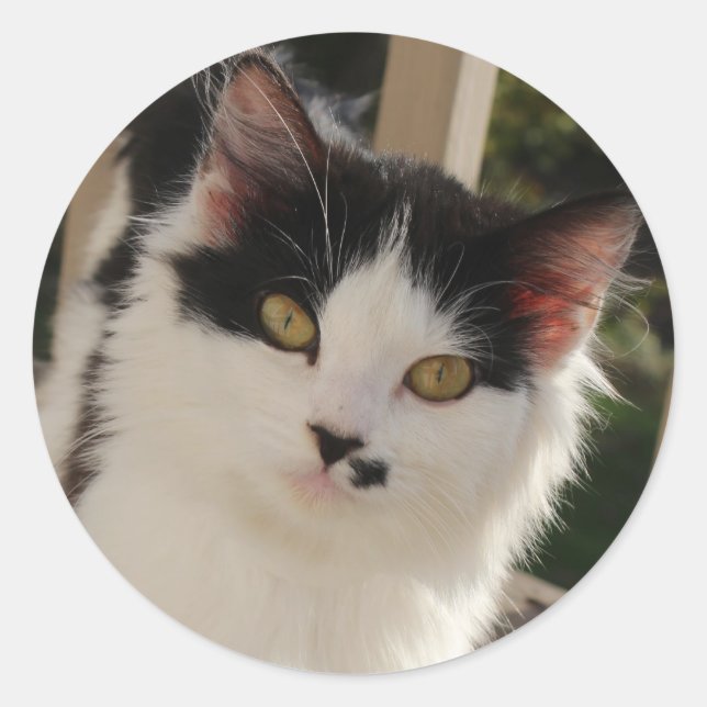 Autocollant de chaton (Devant)