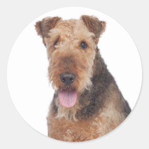 Autocollant de chien chiot Airedale Terrier Love
