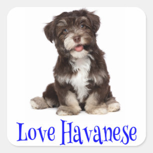 Autocollant de chien chiot Havanese amour