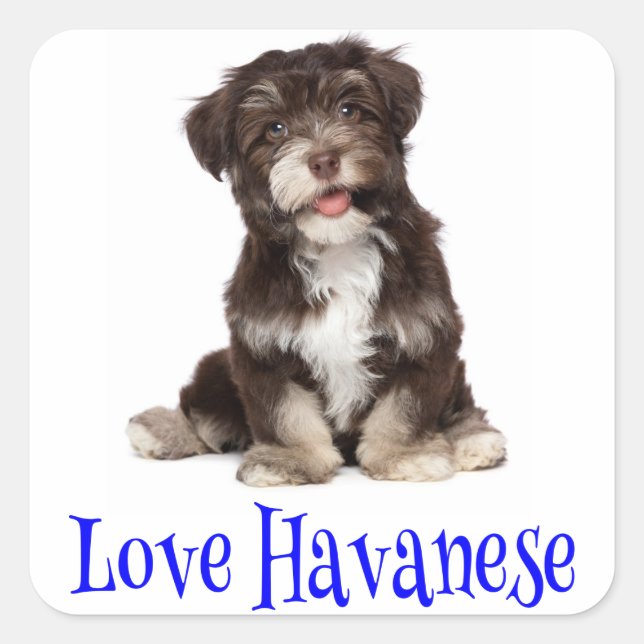 Autocollant de chien chiot Havanese amour (Devant)