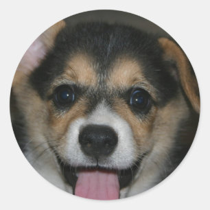 Autocollant de chien de corgi