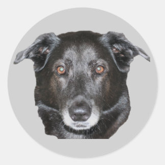 Autocollant de chien de repérage du Labrador noir