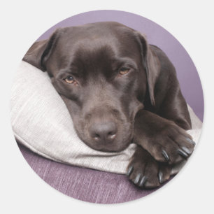 Autocollant de chien Labrador Retriever marron / n