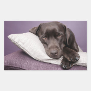 Autocollant de chien Labrador Retriever marron / n