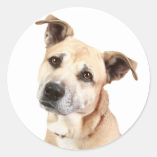 Autocollant de chien Terrier Américain Staffordshi