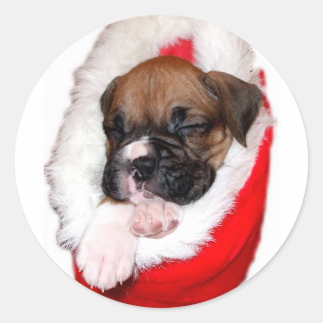 Autocollant de chiot de boxe (Devant)