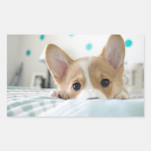 autocollant de chiot de corgi