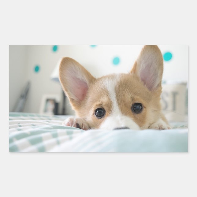 autocollant de chiot de corgi (Devant)