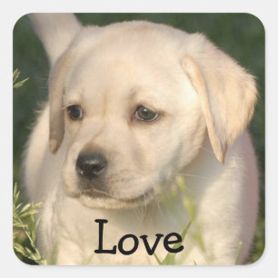 Autocollant de chiot Labrador Retriever d'amour