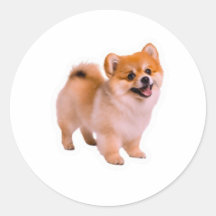 Autocollant de chiot Pomeranian Fluffy Happy, Chie
