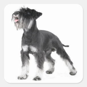 Autocollant de chiot Schnauzer miniature