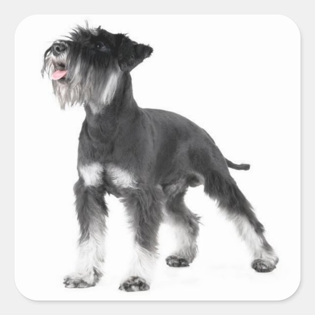 Autocollant de chiot Schnauzer miniature (Devant)