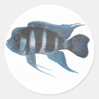 Autocollant de Cichlid de frontosa de Cyphotilapia