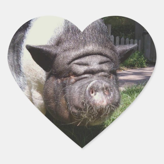 Autocollant de cochon de ventre (Devant)