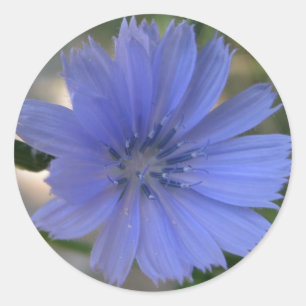 Autocollant de Cornflower