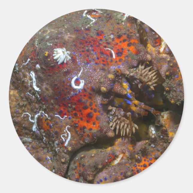 Autocollant de crabe Puget Sound King (Devant)