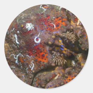 Autocollant de crabe Puget Sound King