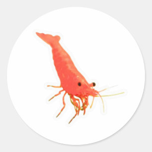 Autocollant de crevette rouge mignonne, aquarium v