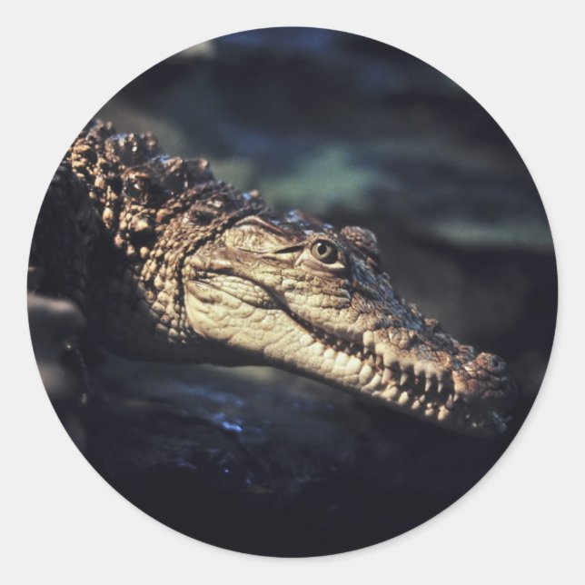 Autocollant de crocodile Cayman (Devant)