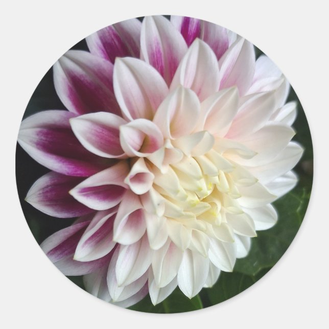 Autocollant de dahlia violet et blanc mariage bota (Devant)