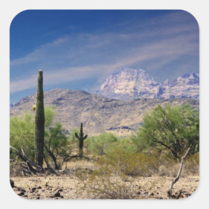 Autocollant de désert de Sonoran