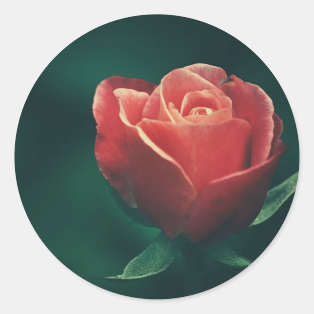 Autocollant de Faveur de Mariage Fleur de Rose Rou (Devant)