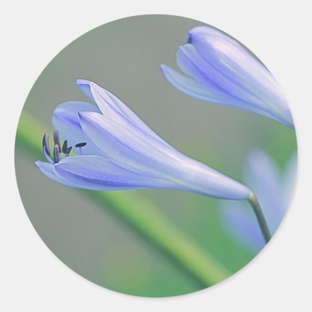 Autocollant de Fête de Mariage Fleur Violette Bleu (Devant)