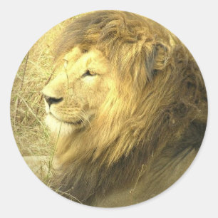 Autocollant de fierté de lion