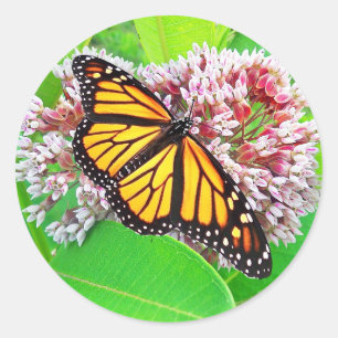 Autocollant de fleur de Milkweed de papillon de