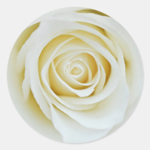 Autocollant de fleur de rose blanche