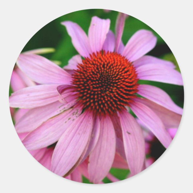 autocollant de fleur d'échinacée rose (Devant)
