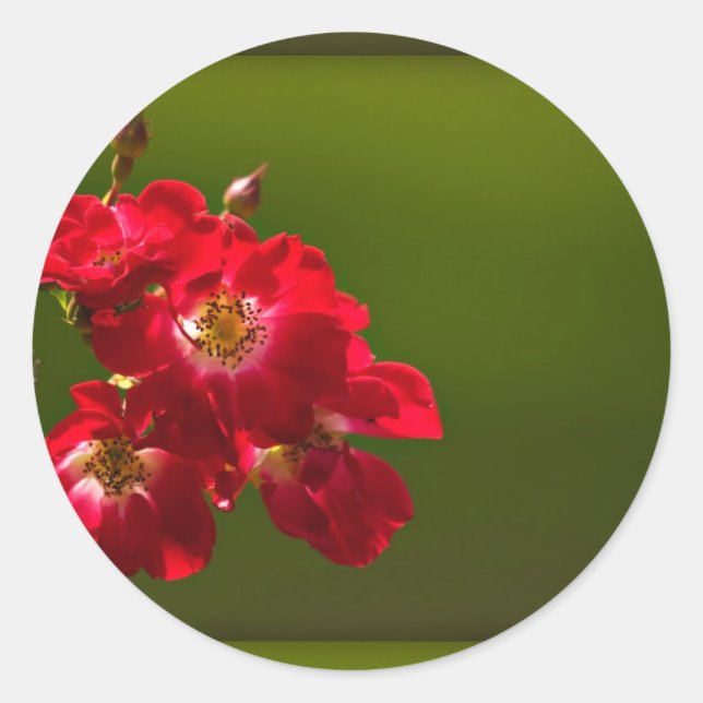 Autocollant de fleur rouge (Devant)