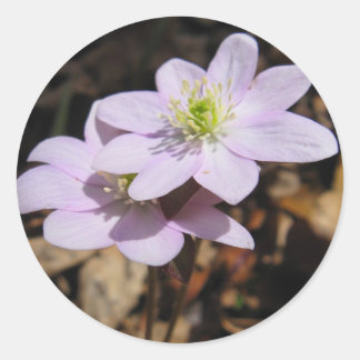 Autocollant de fleur sauvage de Lavendar