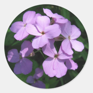 Autocollant de fleur sauvage de Lavendar