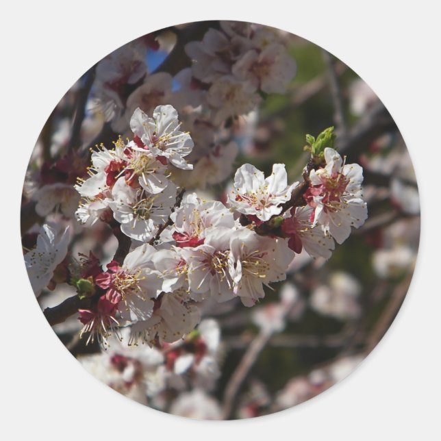 autocollant de fleurs de cerisiers (Devant)