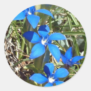 Autocollant de fleurs de gentiane bleue